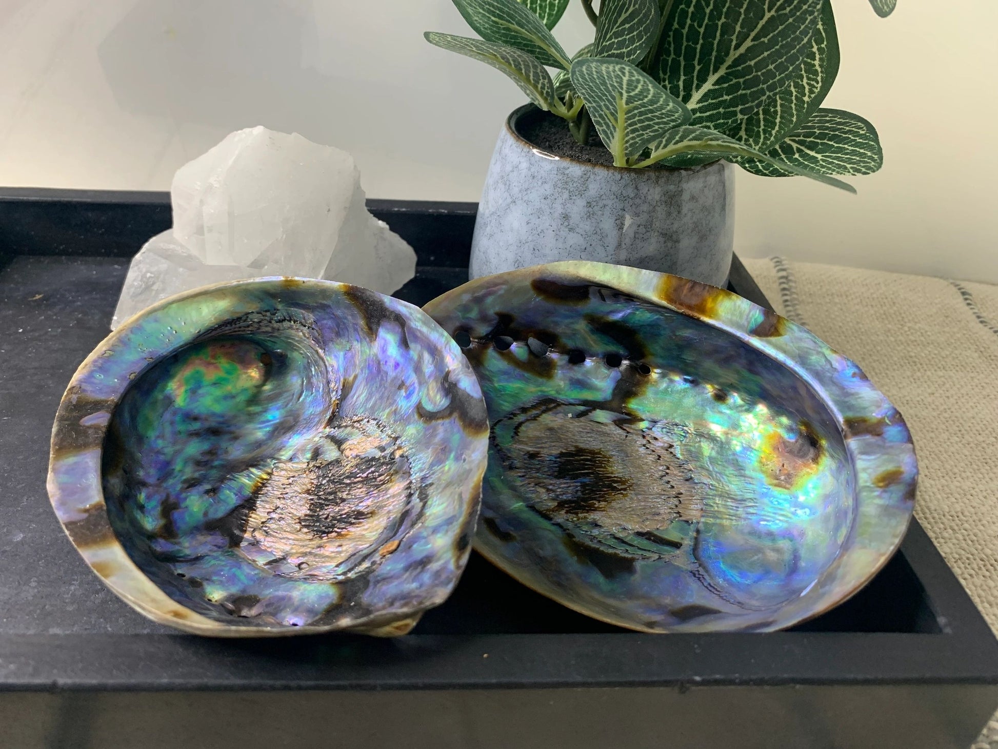 Abalone Shell - Extra Large